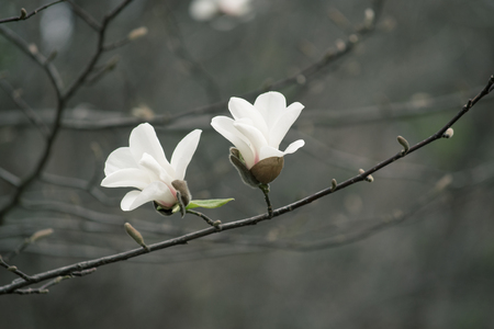 Mysterious spring floral background with blooming white magnolia flowersの写真素材