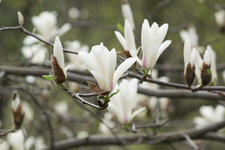 Mysterious spring floral background with blooming white magnolia flowersの写真素材