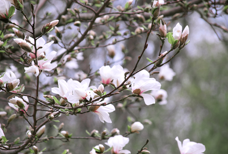 Mysterious spring floral background with blooming white magnolia flowersの写真素材