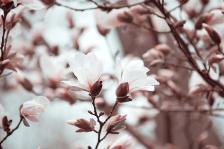 Mysterious spring floral background with blooming white magnolia flowersの写真素材