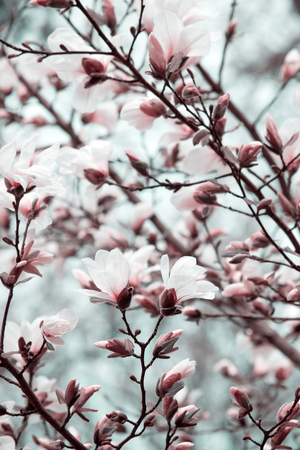 Mysterious spring floral background with blooming white magnolia flowersの写真素材