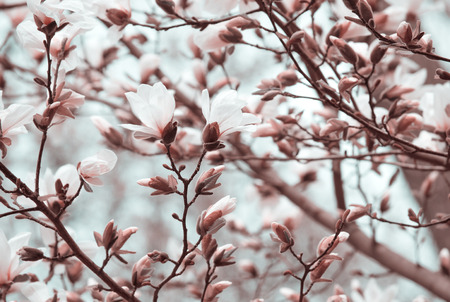 Mysterious spring floral background with blooming white magnolia flowersの写真素材