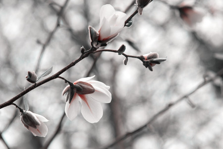 Mysterious spring floral background with blooming white magnolia flowersの写真素材