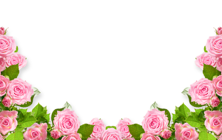 Pink roses isolated on white background with place for your photo or textの写真素材