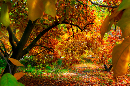 Mysterious autumn forest background with magnolia tree on a sunny dayの写真素材