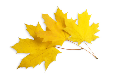 Top view of three autumn maple leaves isolated on white background. Element for design.の写真素材