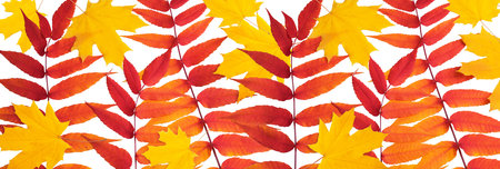 Top view of autumn leaves isolated on white background