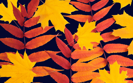 Top view of autumn leaves isolated on dark blue backgroundの写真素材