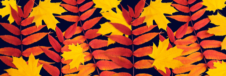 Top view of autumn leaves isolated on dark blue backgroundの写真素材