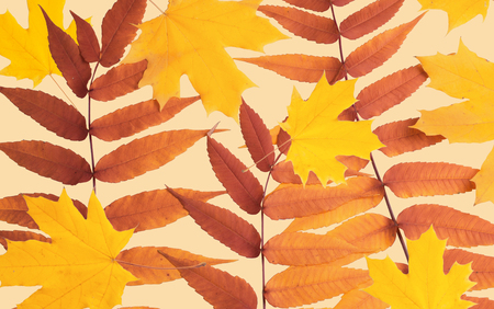 Top view of isolated autumn leavesの写真素材