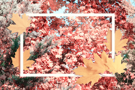 Decorative frame decorated with maple autumn leaves on background of mysterious autumnal forest with toned treesの写真素材