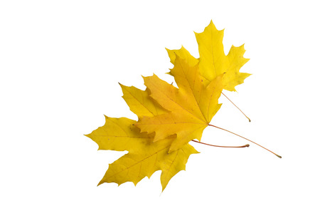 Top view of three autumn maple leaves isolated on white background. Element for design.の写真素材