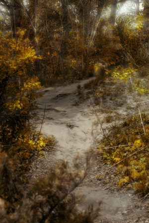 Fantasy autumn forest background with mysterious trail on a sunny dayの写真素材