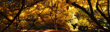 Mysterious autumn forest panoramic background with magnolia tree on a sunny dayの写真素材