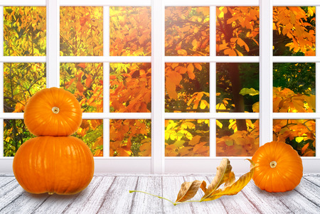 Room interior with window frame and pumpkins for Thanksgiving day on wooden table in Shabby Chic style. Autumn sunny day with autumnal trees outside and dry leaf lying on boards.の写真素材