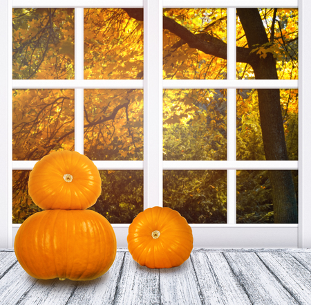 Room interior with window frame and pumpkins for Thanksgiving day on wooden table in Shabby Chic style. Autumn sunny day with autumnal maple tree outside.の写真素材