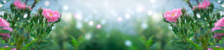Mysterious spring floral banner with blooming pink rose flowers on blurred sky blue background and shiny glowing bokeh. Empty copy space for text or decoration.の写真素材