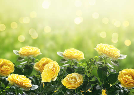 Mysterious spring or summer bright sunny green background with blooming fantasy yellow roses flowers blossom and glowing sparkle bokehの写真素材