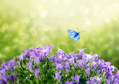 Mysterious spring or summer card with blooming fantasy bluebells campanula flowers blossom and flying blue butterfly with glowing sparkle bokeh on sunny bright green backgroundの写真素材