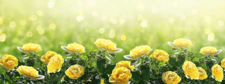 Mysterious spring or summer bright background with blooming fantasy yellow roses flowers blossom and glowing sparkle bokehの写真素材