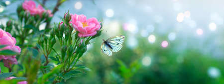Mysterious spring floral banner with blooming pink rose flowers and flying butterfly on blurred sky blue background and shiny glowing bokeh. Empty copy space for text or decoration.の写真素材