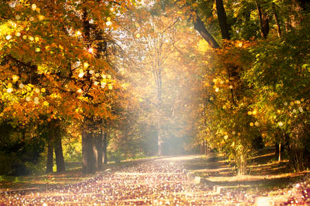 Empty path road in park with autumnal trees with yellow fall leaf foliage and solar reflectionds. Outdoor botanical garden relaxation, travel to fairytale, journey into fabulous golden autumn forest, urban alley.の写真素材