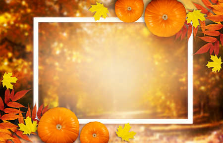 Thanksgiving day autumn festive card with pumpkins, fall autumnal leaves and white photo frame on background of blurred trees in park, empty place for your textの写真素材