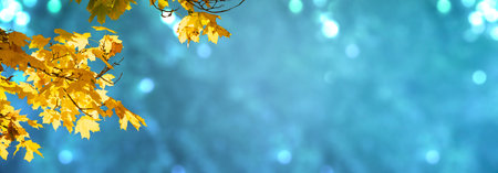 Decorative mysterious autumn banner decorated with branches with fall golden yellow maple leaves on...