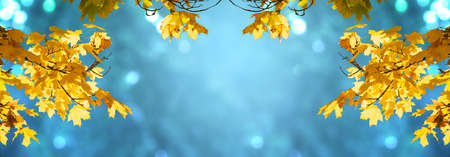 Decorative autumn banner decorated with branches with fall golden yellow maple leaves on background of autumnal foliage and shiny glowing bokeh, Indian summer. Toned image.の写真素材