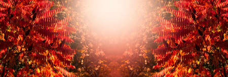 Decorative holiday mysterious autumn banner decorated with branches with fall crimson leaves on background of blurred autumnal foliage and place for your text, Indian summer.の写真素材