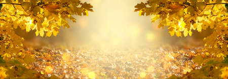 Decorative autumn banner decorated with branches with fall golden yellow maple leaves on background of orange autumnal foliage and shiny glowing bokeh, place for your text, Indian summer.の写真素材