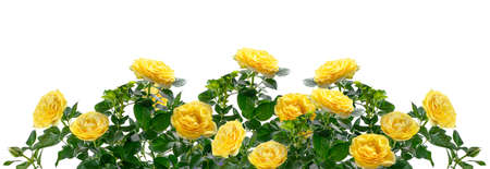 Beautiful wide banner with yellow rose flowers and green leaves isolated on white backgroundの写真素材
