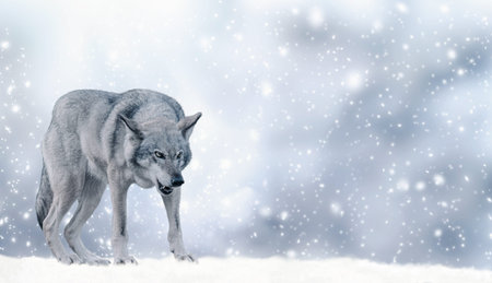 Portrait of fabulous gray wolf (canis lupus) ready to attack on winter snow background with...