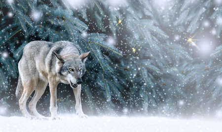 Portrait of fabulous grinning gray wolf (canis lupus) ready to attack on winter snow background with snowfall. Fantasy christmas card with snowy fairy tale spruce forest and predator animal.の写真素材