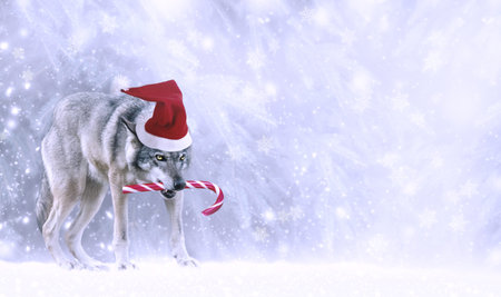 Christmas portrait of fabulous funny grinning gray wolf (canis lupus) in Santa Claus hat, candy cane...