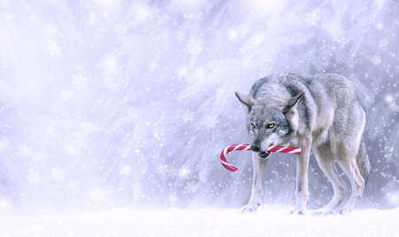 Christmas portrait of fabulous funny grinning gray wolf (canis lupus) keep candy cane lollipop in teeth on winter snow background with snowfall. Fantasy new year card with snowy forest, copy space.の写真素材