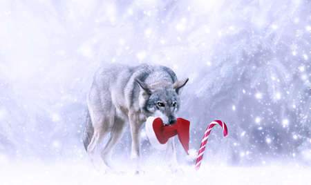 Christmas portrait of fabulous funny grinning gray wolf canis lupus with stolen Santa Claus hat in teeth, candy cane lollipop, winter snow background with snowfall. Fantasy new year card, snowy forestの写真素材