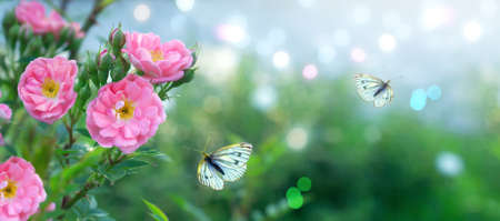 Mysterious summer floral bright banner with blooming pink rose flowers and flying butterflies on blurred sky blue background and shiny glowing bokeh.の写真素材