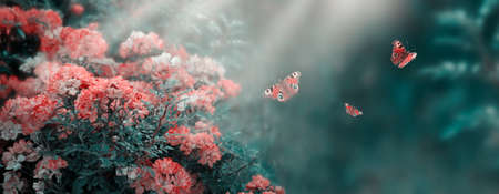 Mysterious fairytale spring or summer fantasy floral banner with rose flowers blossom, flying peacock eye butterflies on blurred beautiful background toned in soft pastel colors and shining sun raysの写真素材