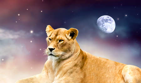 African female lion and moon night in Africa. Savannah wildlife landscape banner. Proud dreaming fantasy lioness in savanna resting, looking forward. Spectacular dramatic starry cloudy sky and starsの写真素材