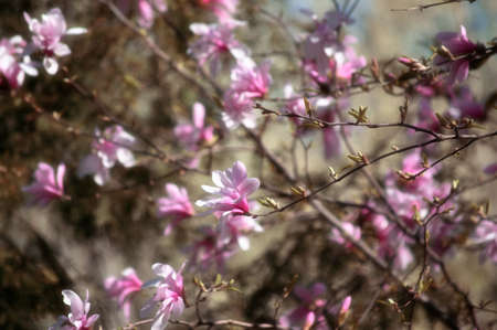 Mysterious spring floral background with blooming pink magnolia flowersの写真素材