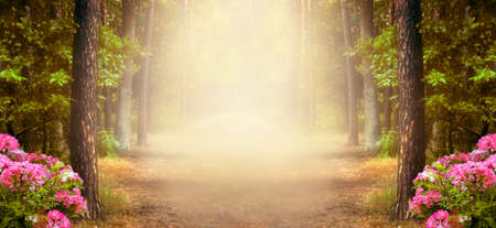 Fantasy summer panoramic photo background with pine tree forest, rose flowers bush and mysterious foggy trail with copy spaceの写真素材
