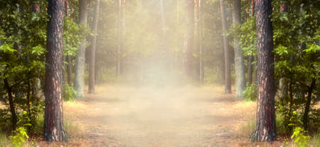 Fantasy summer panoramic photo background with pine tree forest and mysterious foggy trail with copy spaceの写真素材