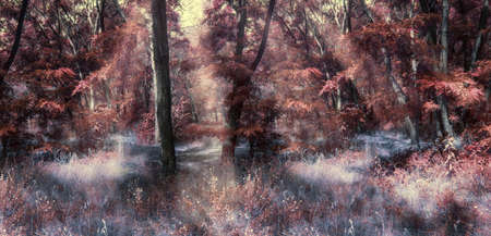 Fantasy autumn panoramic photo with mysterious forest and sun raysの写真素材