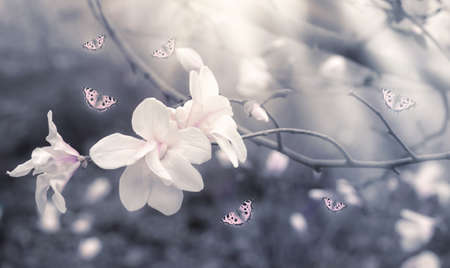 Fantasy spring background with beautiful blooming white magnolia flowers, flying butterflies and mysterious sun rays. Magnificent floral banner.の写真素材