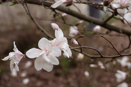 Mysterious spring floral background with blooming white magnolia flowersの写真素材