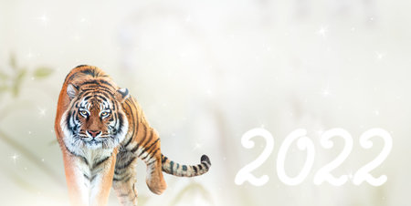 Tiger on light background with stars, symbol of Chinese New Year 2022. Fantasy Christmas card with portrait of walking wild animal, wide panoramic banner with copy space.の写真素材