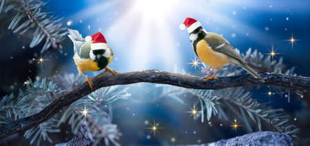 Christmas Fantasy magical forest scene with two Tit Birds in Santa hat sitting on fir tree branches. Fabulous New Year background, fairy tale scenery with little Songbird, glowing rays in night wood.の写真素材