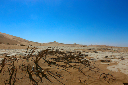plants in the desertの写真素材