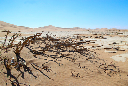 plants in the desertの写真素材